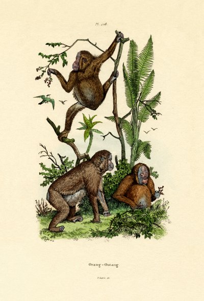 Orangutan by French School